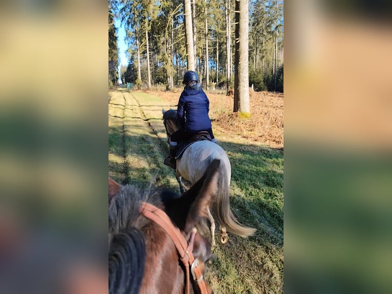 Cruzado Gelding 8 years 15,1 hh Grey in B&#xFC;tgenbach