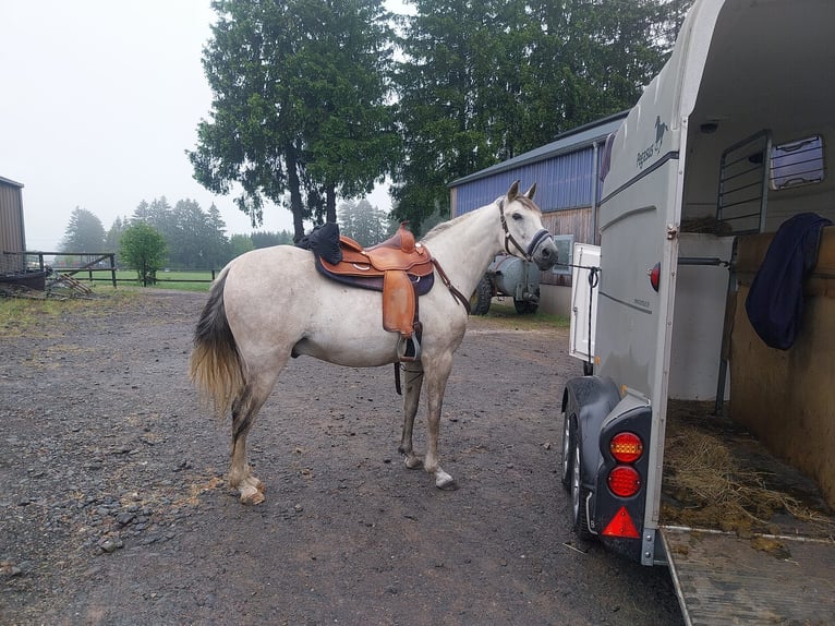 Cruzado Gelding 8 years 15,1 hh Grey in B&#xFC;tgenbach