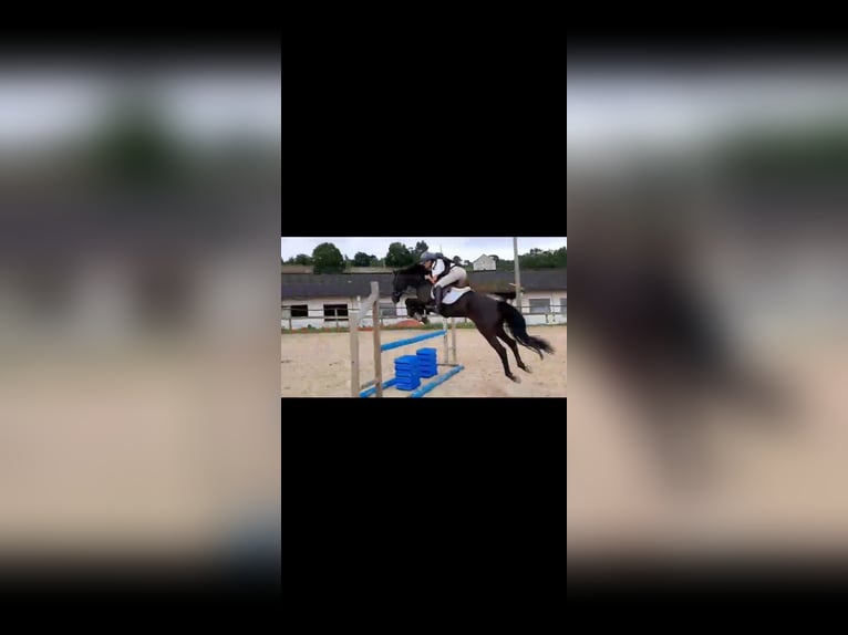 Cruzado Gelding 8 years 15,2 hh Black in Illescas
