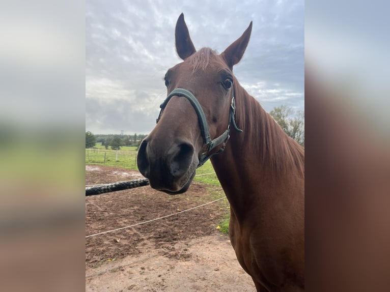 Cruzado Gelding 8 years 15,2 hh Chestnut-Red in Bruchmühlbach-Miesau