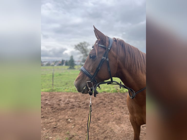 Cruzado Gelding 8 years 15,2 hh Chestnut-Red in Bruchmühlbach-Miesau