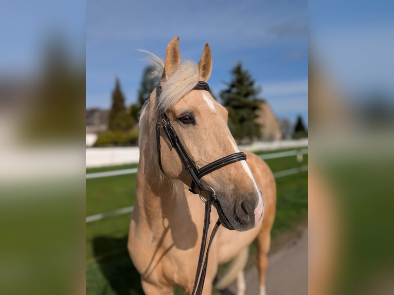 Cruzado Gelding 8 years 16 hh Palomino in Rommerskirchen