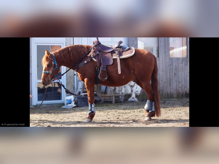 Cruzado Gelding 9 years 14.1 hh Chestnut-Red in Reisbach