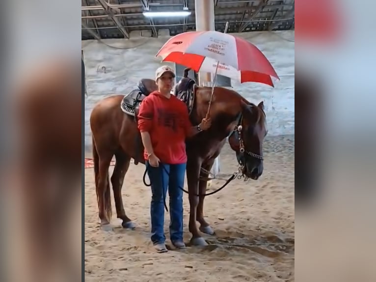 Cruzado Gelding 9 years 14.1 hh Chestnut-Red in Reisbach