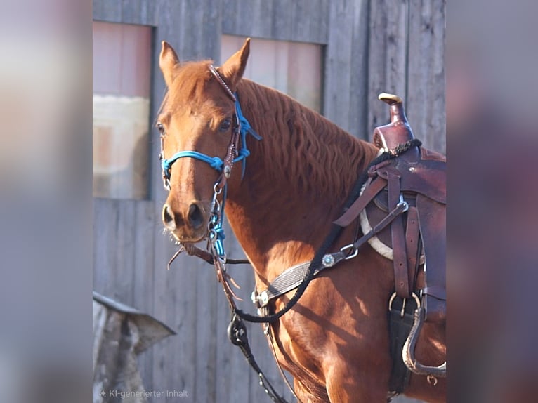Cruzado Gelding 9 years 14,1 hh Chestnut-Red in Reisbach