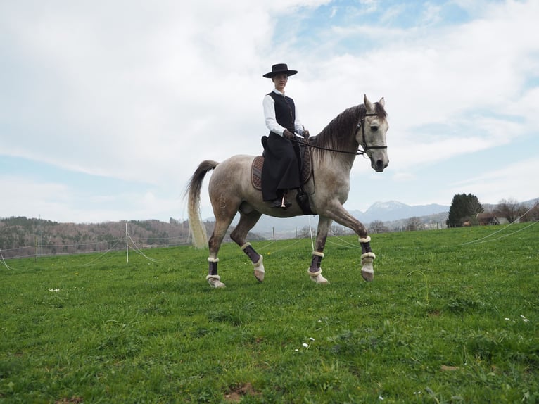 Cruzado Gelding 9 years 15.1 hh Grey in Bredebro