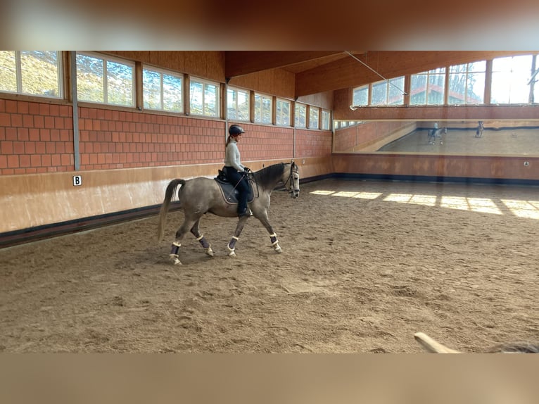Cruzado Gelding 9 years 15.1 hh Grey in Bredebro