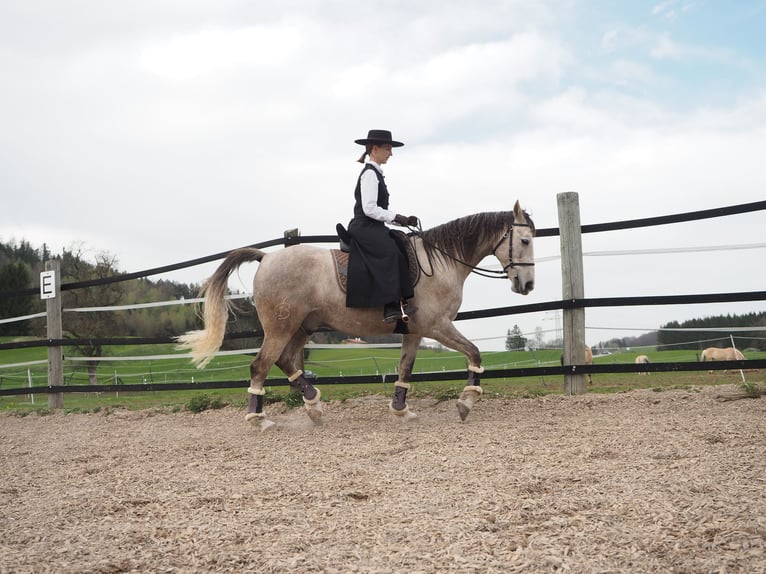 Cruzado Gelding 9 years 15.1 hh Grey in Bredebro