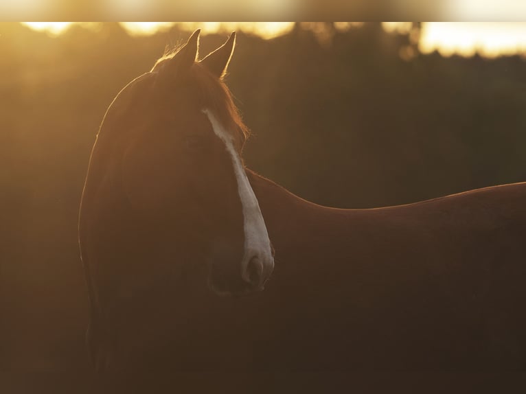 Cruzado Gelding 9 years 15 hh Chestnut-Red in Wehr