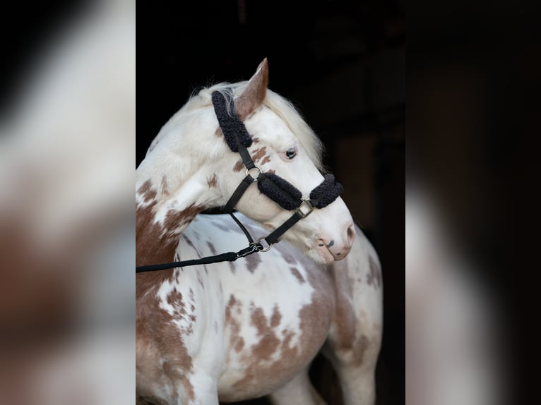 Cruzado Gelding 9 years 15,1 hh in Frankfurt am Main