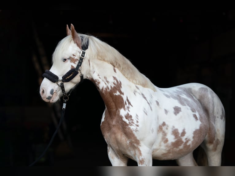 Cruzado Gelding 9 years 15,1 hh in Frankfurt am Main