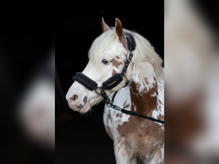 Cruzado Gelding 9 years 15,1 hh in Frankfurt am Main