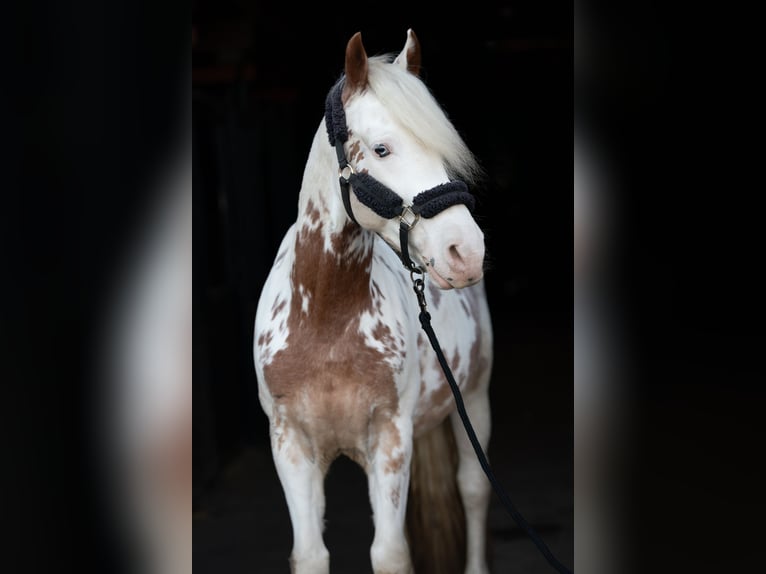 Cruzado Gelding 9 years 15,1 hh in Frankfurt am Main