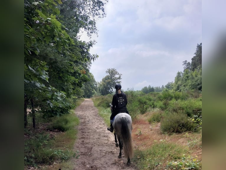 Cruzado Gelding 9 years 15,1 hh Gray in Mönchengladbach