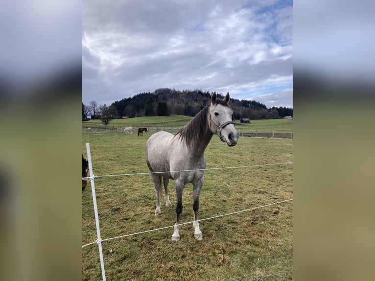 Cruzado Gelding 9 years 15,1 hh Grey in Bredebro