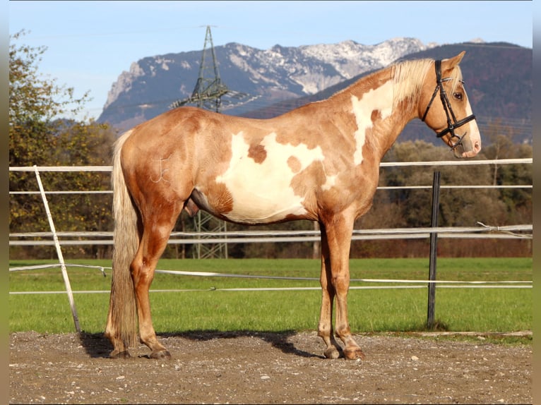 Cruzado Gelding 9 years 15,1 hh Overo-all-colors in Kirchbichl