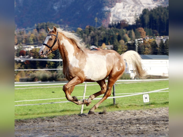 Cruzado Gelding 9 years 15,1 hh Overo-all-colors in Kirchbichl