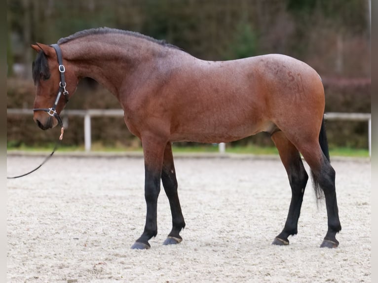 Cruzado Gelding 9 years 15,1 hh Roan-Red in Neustadt (Wied)