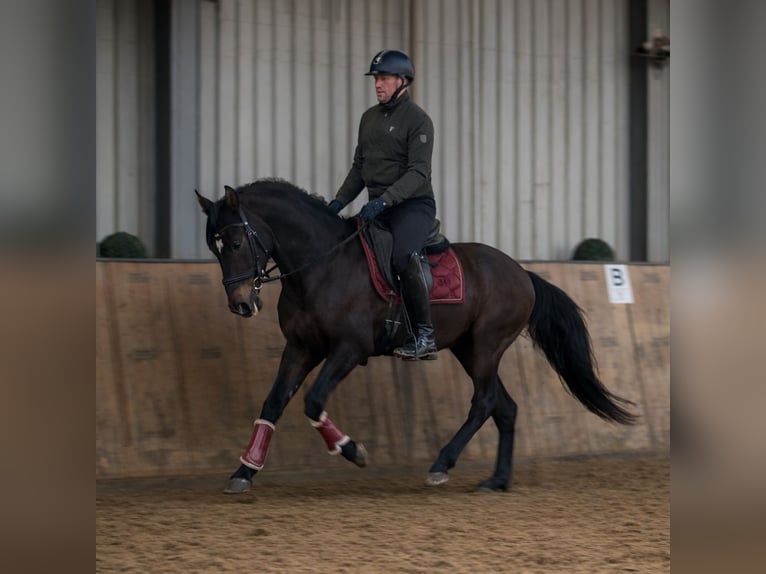 Cruzado Gelding 9 years 15,2 hh Bay-Dark in Neustadt (Wied)