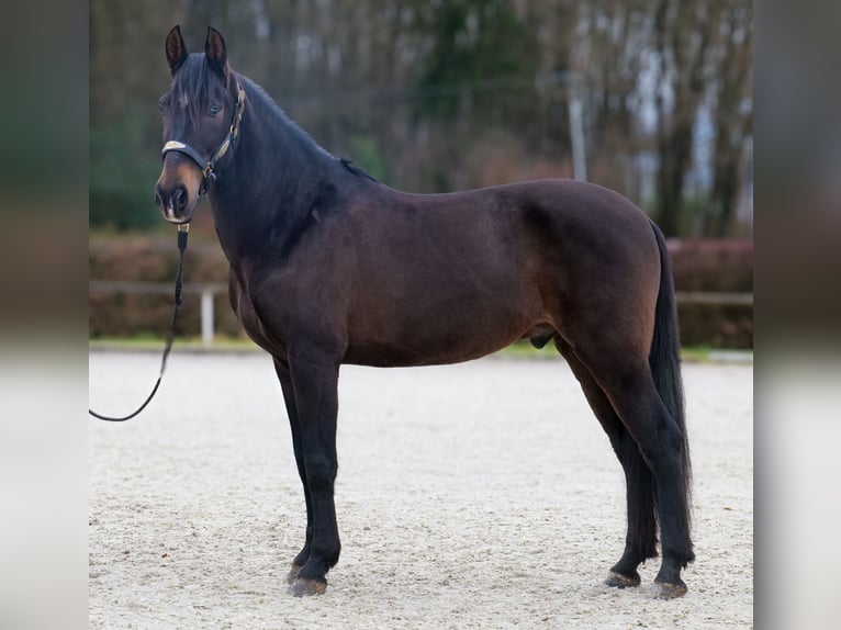 Cruzado Gelding 9 years 15,2 hh Bay-Dark in Neustadt (Wied)