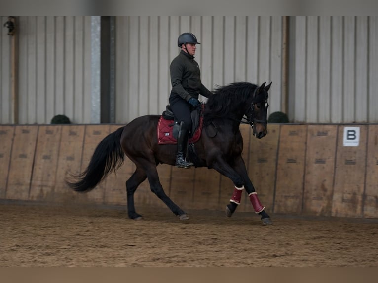 Cruzado Gelding 9 years 15,2 hh Bay-Dark in Neustadt (Wied)