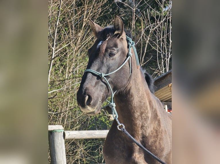 Cruzado Gelding 9 years 15,2 hh Bay-Dark in Salzburg