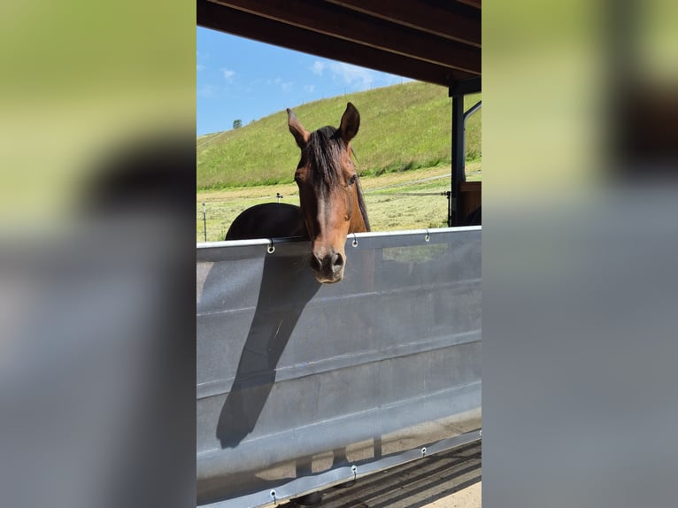 Cruzado Gelding 9 years 15,2 hh Brown in Bodenwerder