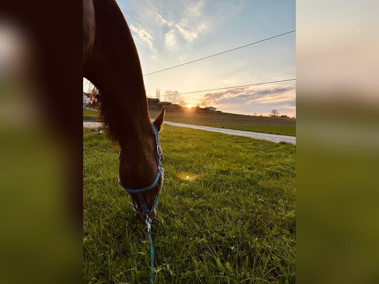 Cruzado Mix Gelding 9 years 15,2 hh Brown in Obing