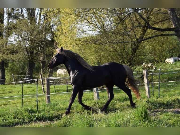 Cruzado Gelding 9 years 15,2 hh  in Hamburg