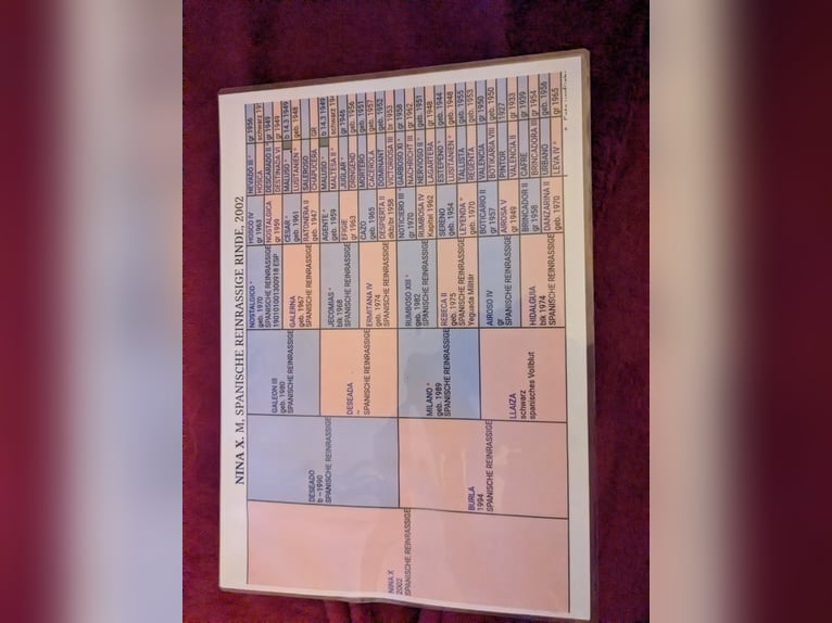 Cruzado Gelding 9 years 15,2 hh  in Hamburg