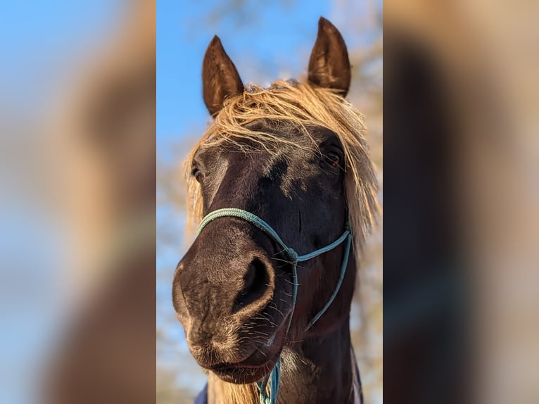 Cruzado Gelding 9 years 15,2 hh  in Hamburg
