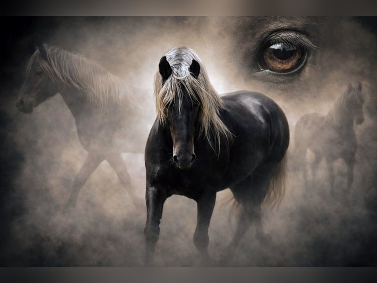 Cruzado Gelding 9 years 15,2 hh  in Hamburg