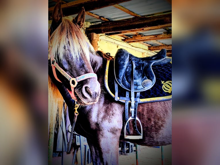 Cruzado Gelding 9 years 15,2 hh  in Hamburg