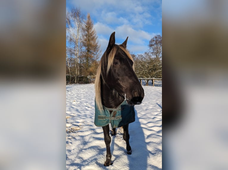 Cruzado Gelding 9 years 15,2 hh  in Hamburg