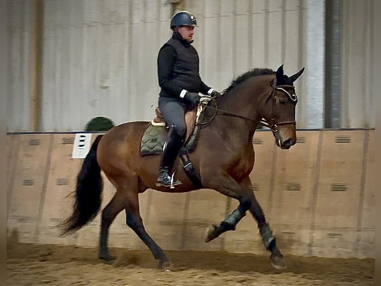 Cruzado Gelding 9 years 16 hh Brown in Neustadt (Wied)
