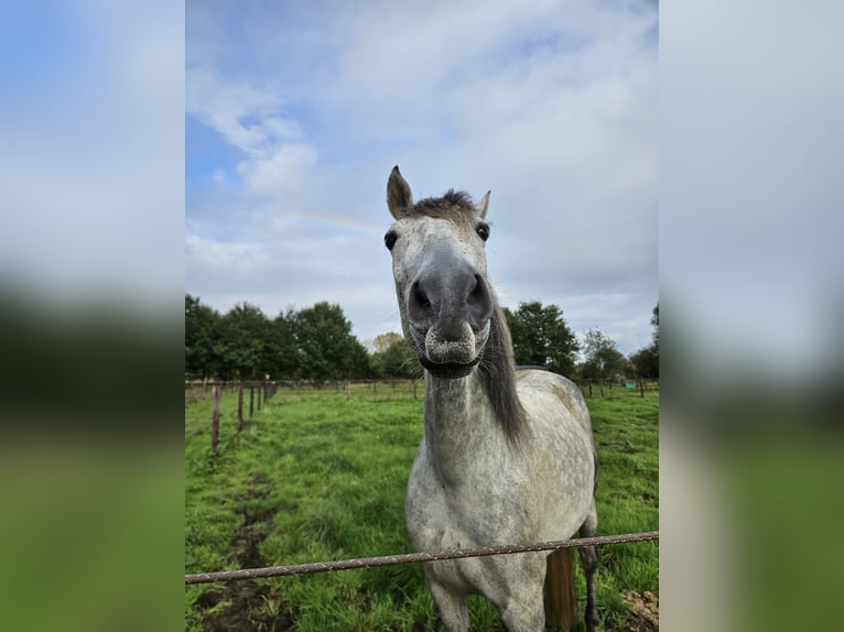 Cruzado Gelding 9 years 16 hh Grey-Fleabitten in Putte