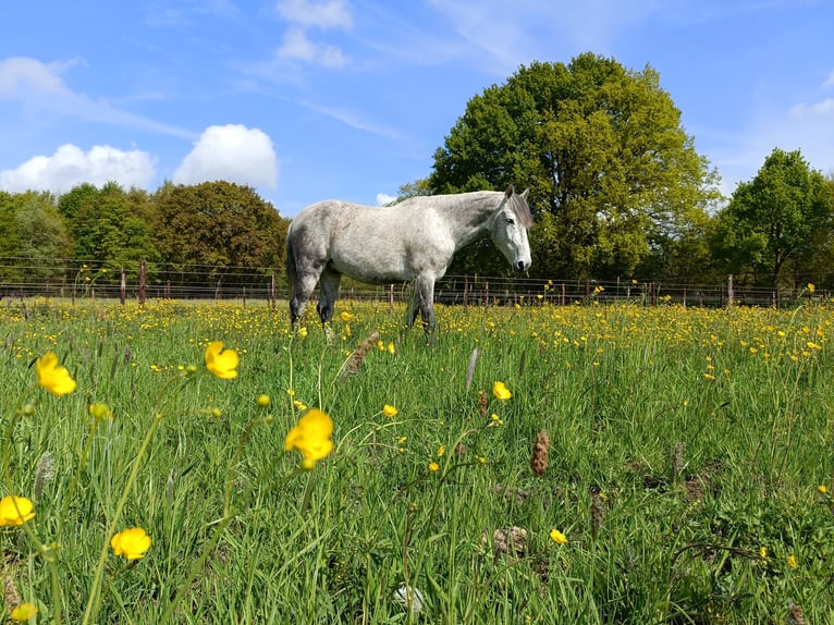Cruzado Gelding 9 years 16 hh Grey-Fleabitten in Putte