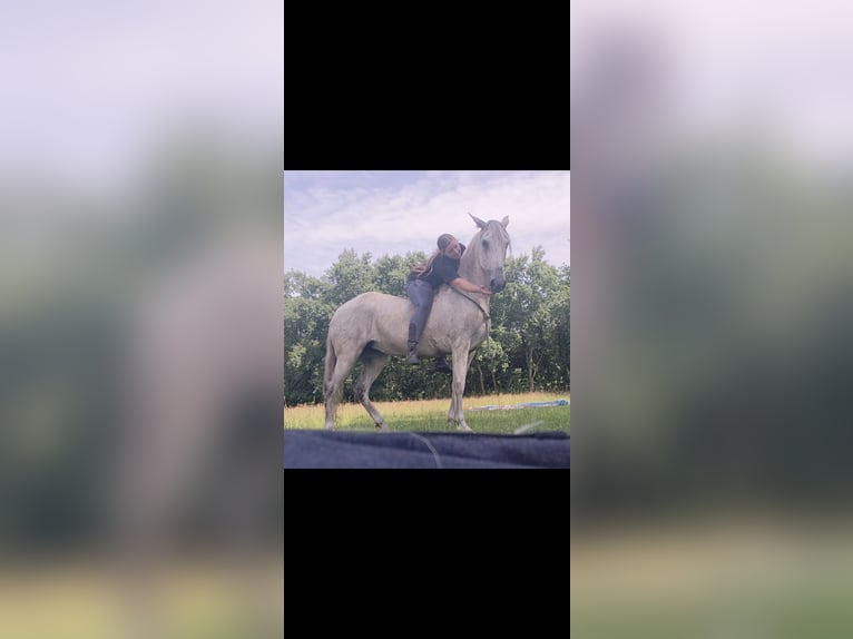 Cruzado Mix Giumenta 10 Anni 150 cm Grigio in Achel