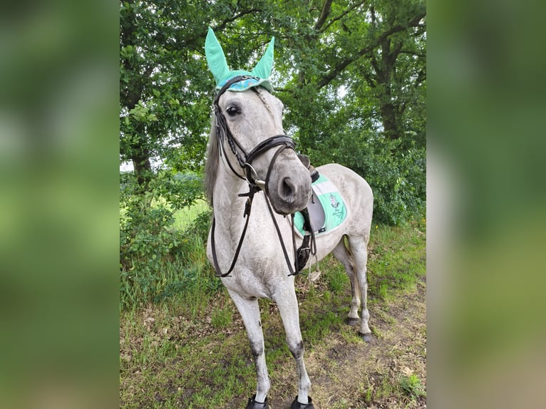 Cruzado Mix Giumenta 10 Anni 150 cm Grigio in Achel