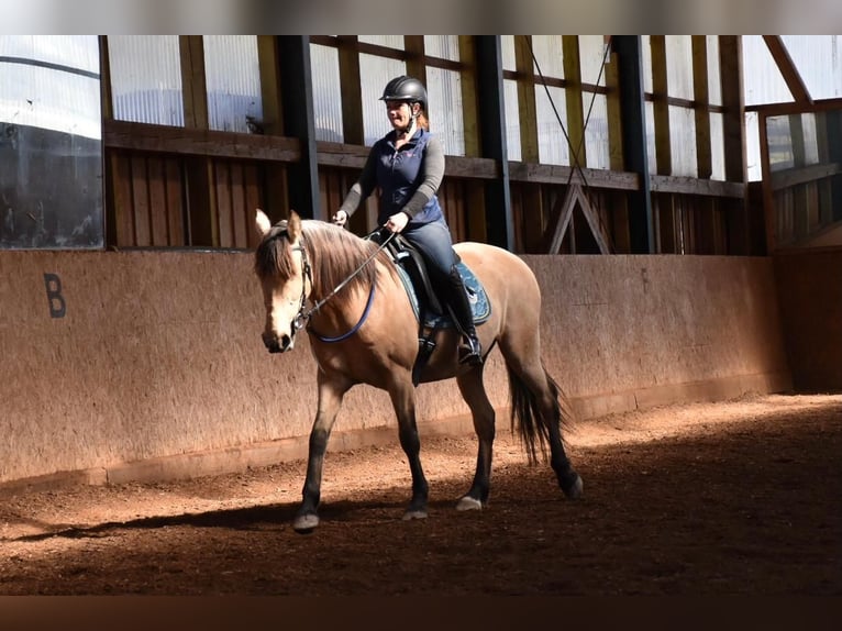 Cruzado Giumenta 10 Anni 156 cm Pelle di daino in Seeham