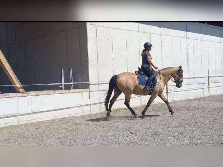 Cruzado Giumenta 10 Anni 156 cm Pelle di daino in Seeham