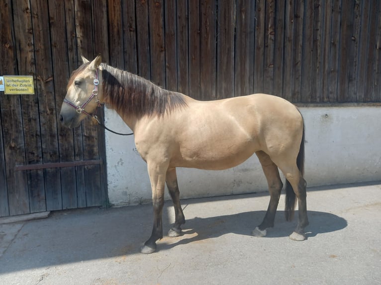 Cruzado Giumenta 10 Anni 156 cm Pelle di daino in Seeham