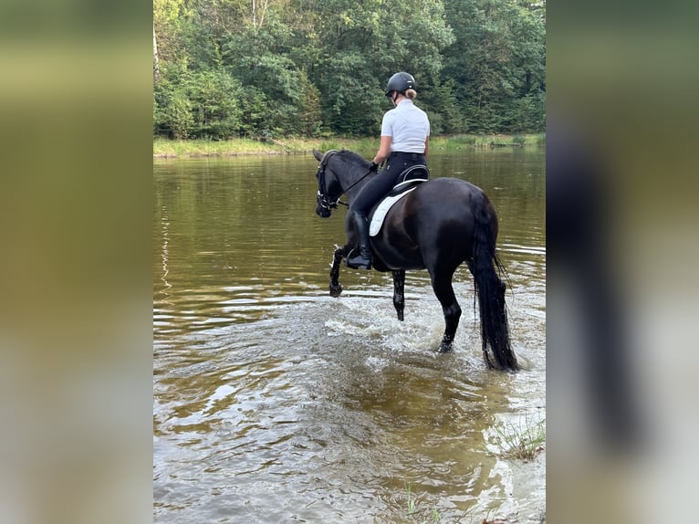 Cruzado Giumenta 10 Anni 158 cm Baio nero in Ostrhauderfehn