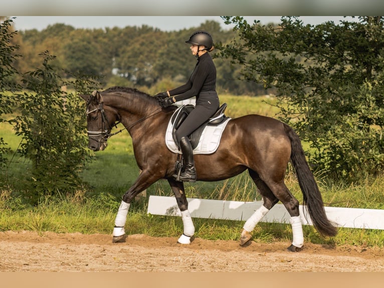 Cruzado Giumenta 10 Anni 158 cm Baio nero in Ostrhauderfehn