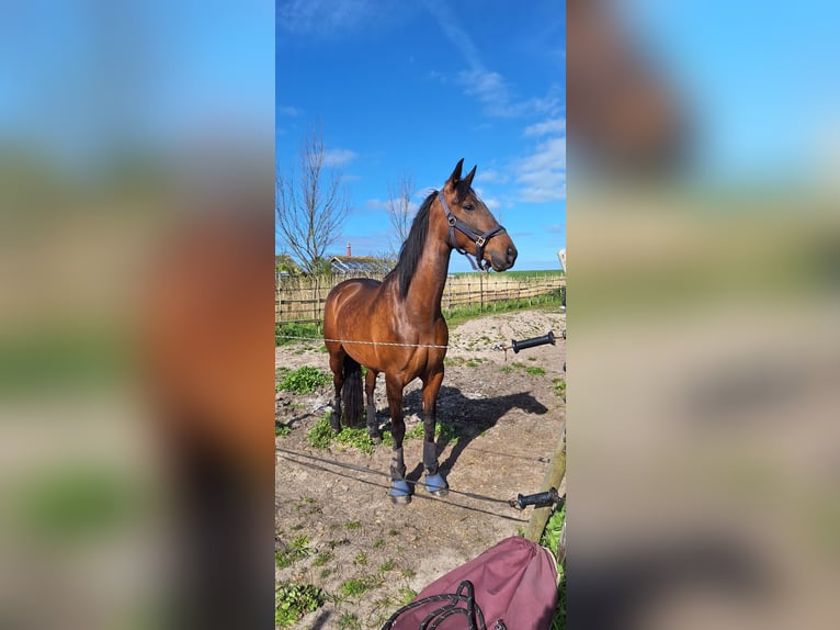 Cruzado Giumenta 10 Anni 160 cm Baio in Den Helder