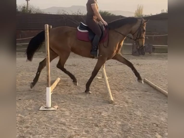 Cruzado Giumenta 10 Anni 160 cm in Vahlberg