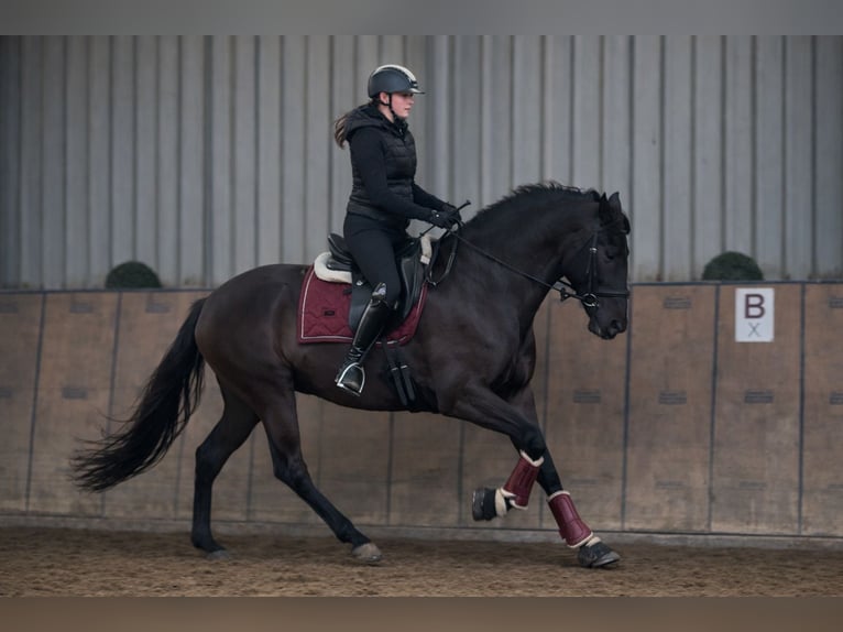 Cruzado Giumenta 10 Anni 165 cm Baio scuro in Neustadt (Wied)