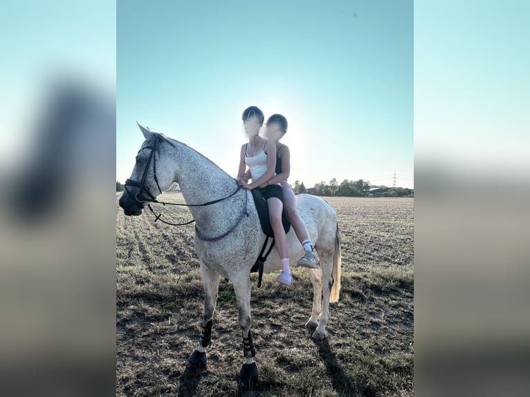 Cruzado Mix Giumenta 10 Anni 166 cm Grigio trotinato in Korschenbroich