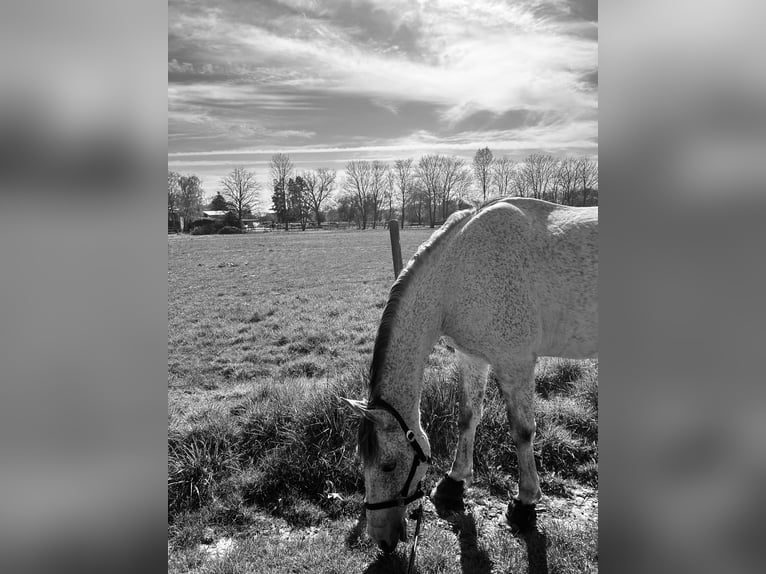 Cruzado Mix Giumenta 10 Anni 166 cm Grigio trotinato in Korschenbroich