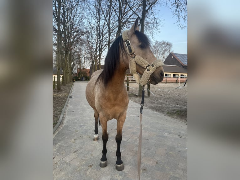Cruzado Giumenta 11 Anni 141 cm Pelle di daino in DattelnDatteln